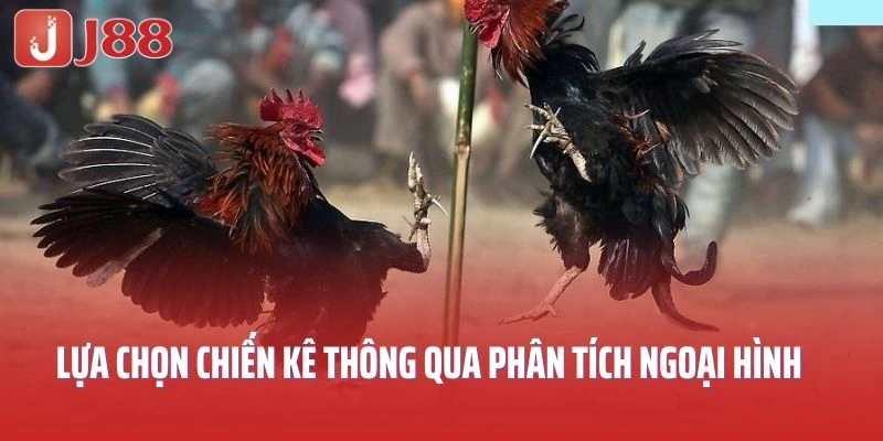 Lựa chọn chiến kê thông qua phân tích ngoại hình 