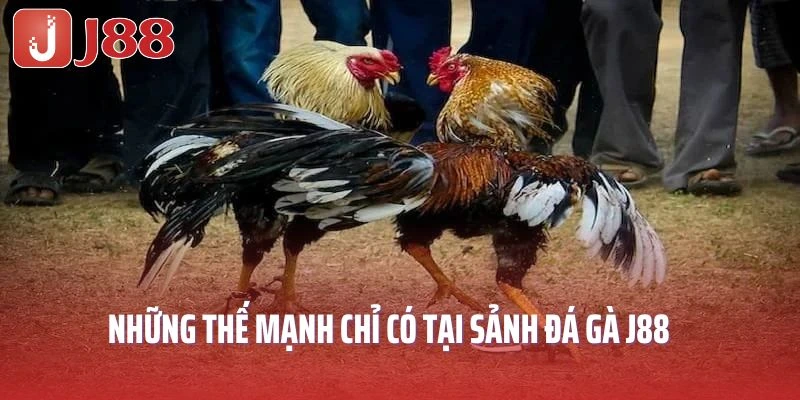 Những thế mạnh chỉ có tại sảnh đá gà J88 