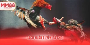 cach-huan-luyen-ga-choi