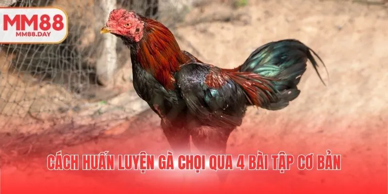 cach-huan-luyen-ga-choi-qua-4-bai-tap-co-ban