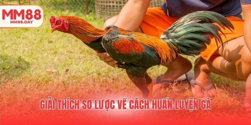 giai-thich-so-luoc-ve-cach-huan-luyen-ga