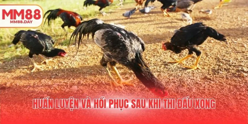 huan-luyen-va-hoi-phuc-sau-khi-thi-dau-xong